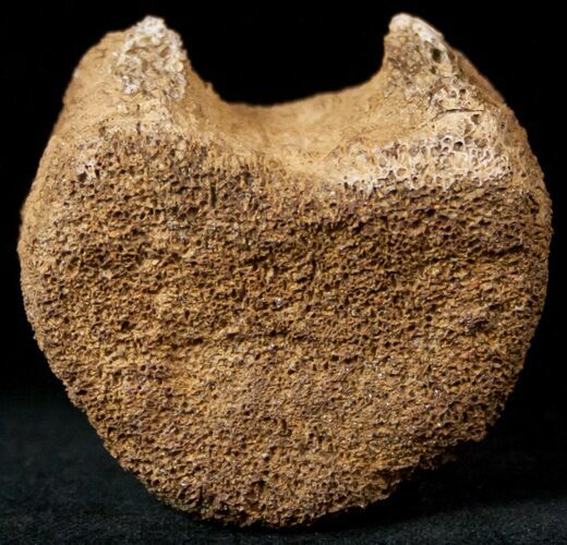 Edmontosaurus (Hadrosaur) Caudal Vertebrae - Montana #12679